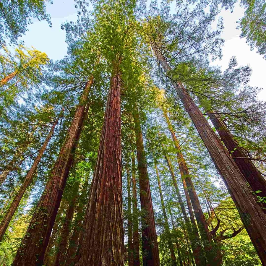 vertical large redwood forest with giant tree trunks