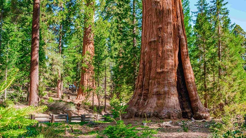 scenic landscape sequoia national park usa
