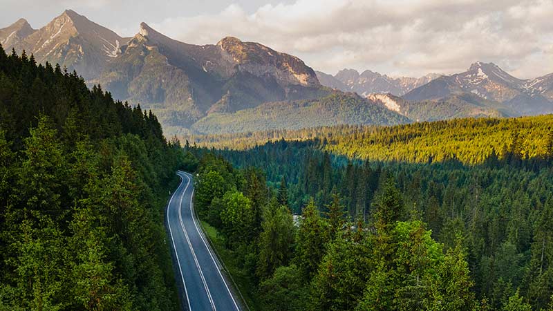 forest and road 
