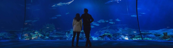 A person and person standing in front of a blue wall of fishes