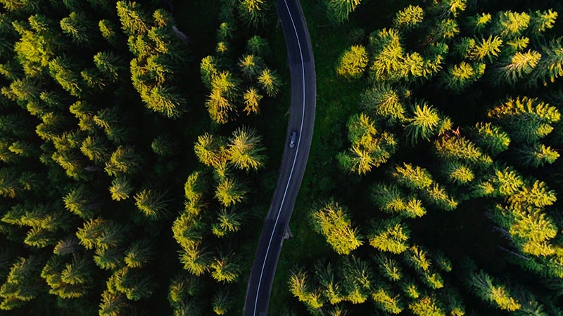a road in the middle of the forest