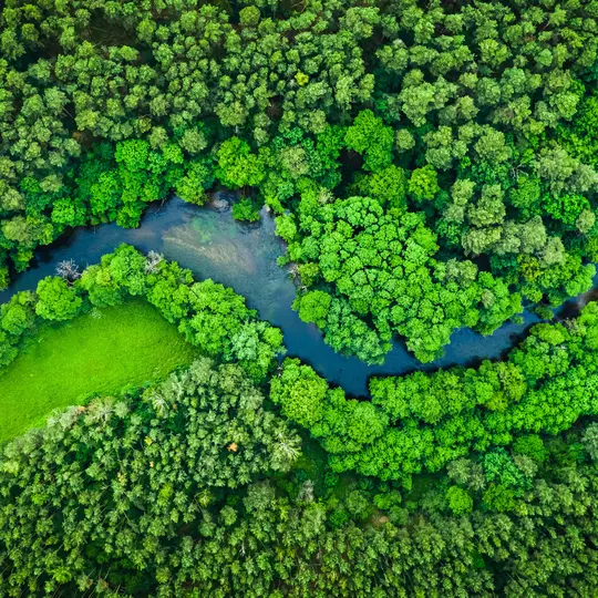 River and green forest in Tuchola natural park, aerial view
