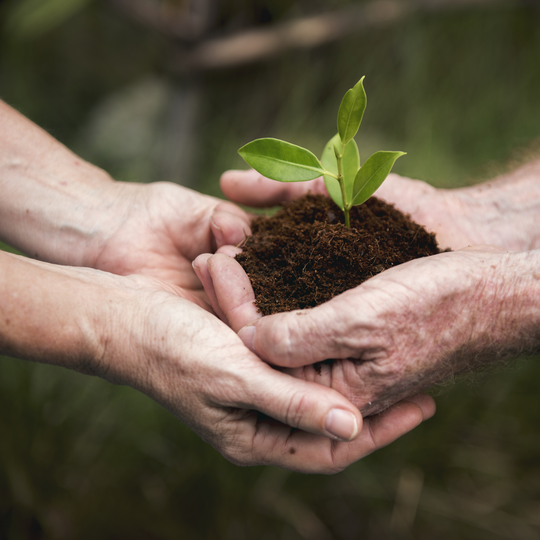 A person holding a small plant