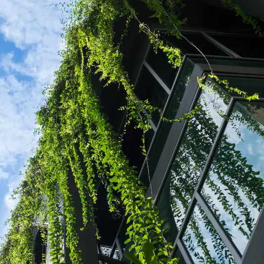 A building with a green plant growing on it