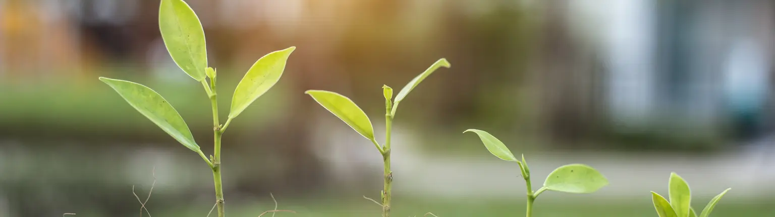 Growing ideas and trees