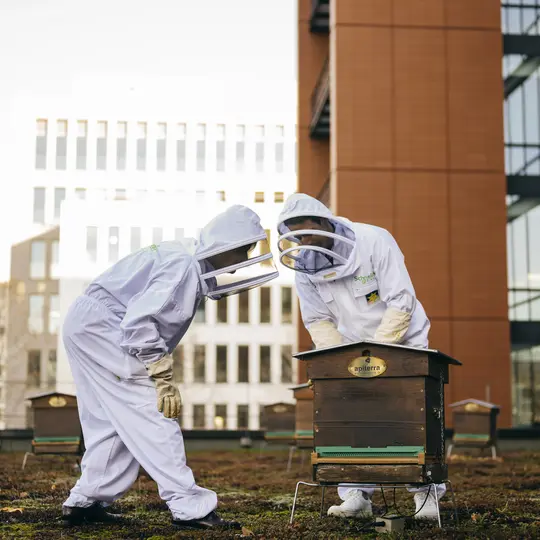 Deux personnes en combinaison de protection blanche regardant une ruche d'abeilles