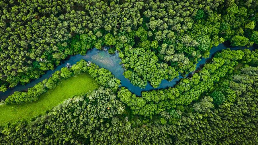 A river running through a forest