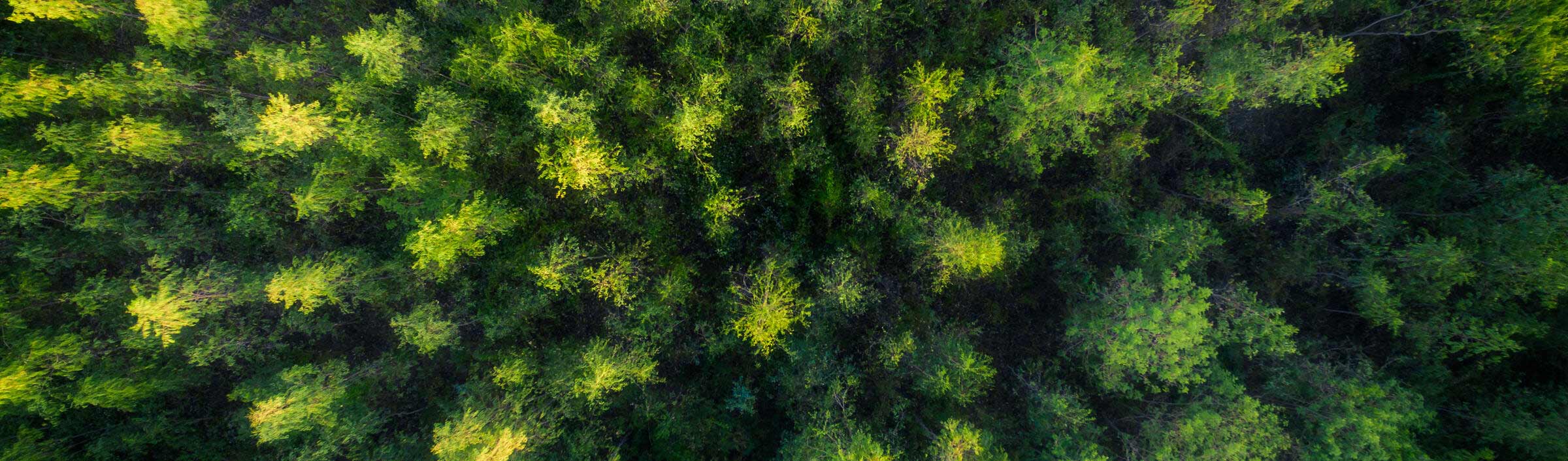Top angle aerial image of a forest