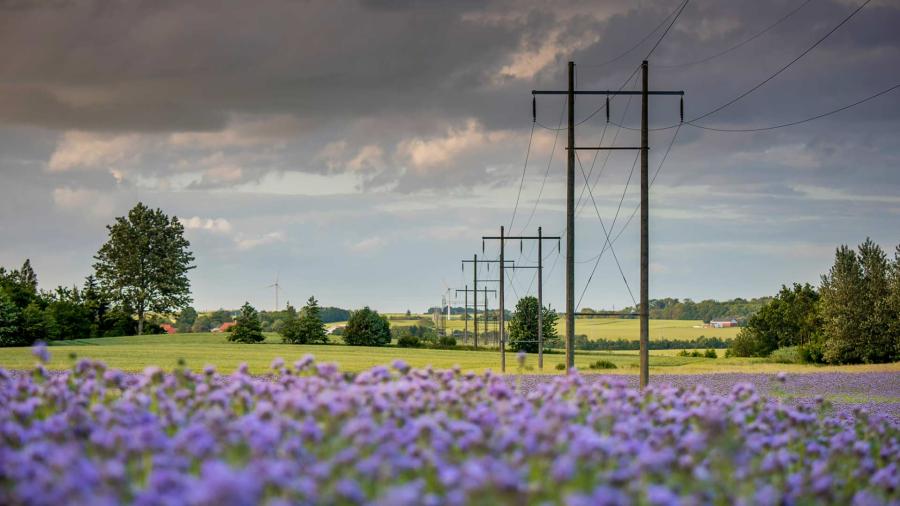 Pylônes électriques dans un champ de bleuets