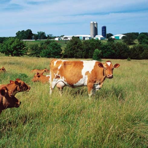 Dairy cows grazing, food and beverage.