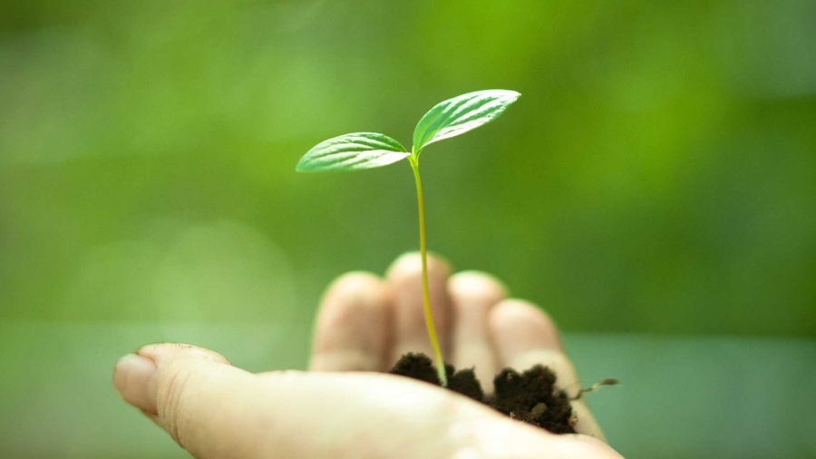 hand holding young green plant in soil