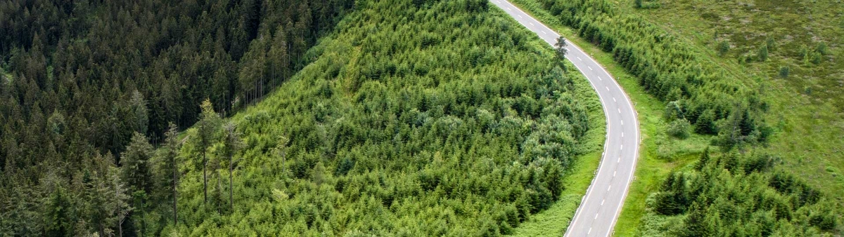 Road between forest