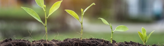 A close up of a plant