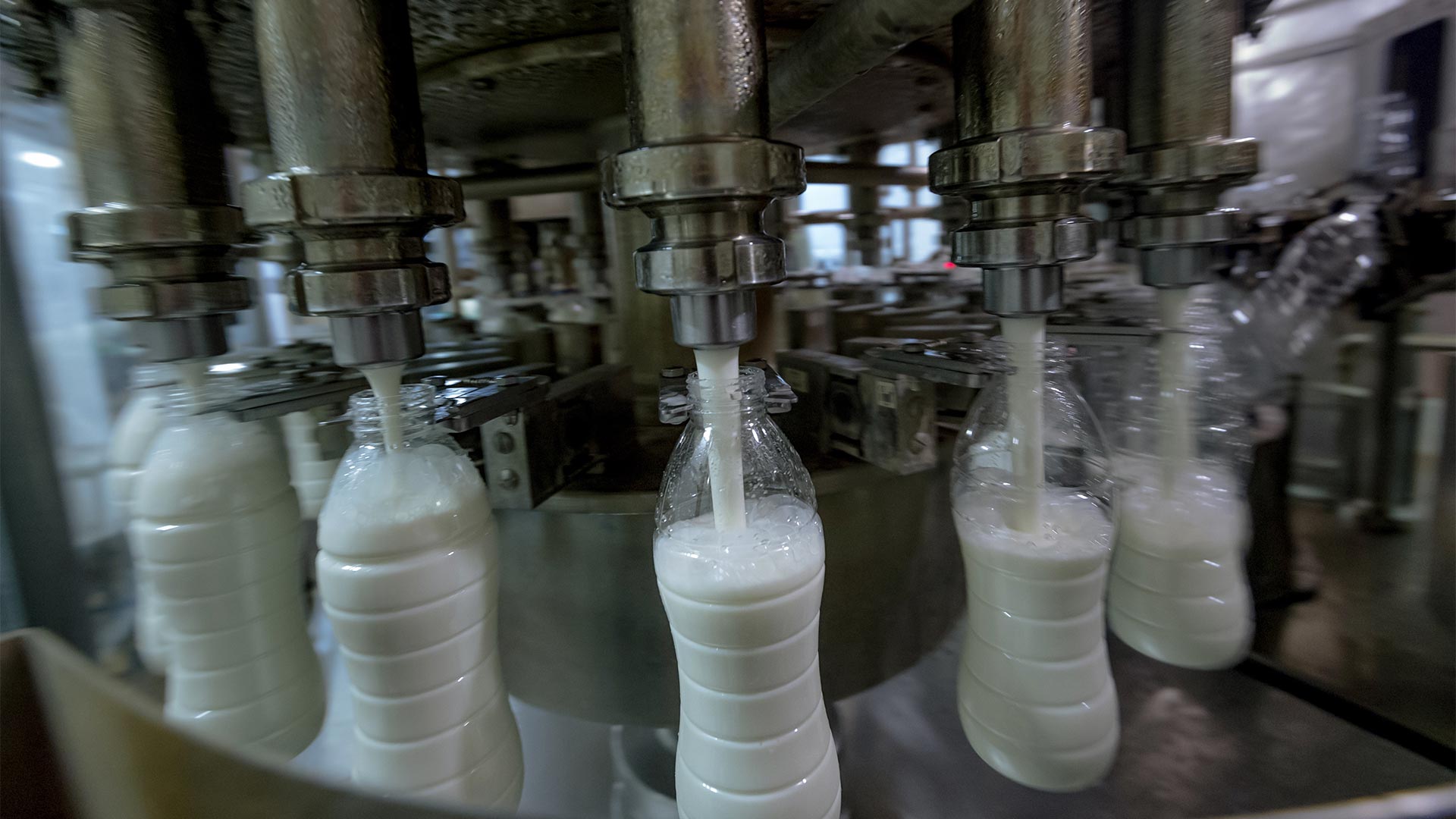 milk bottles being filled