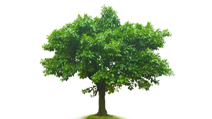 image of a tree