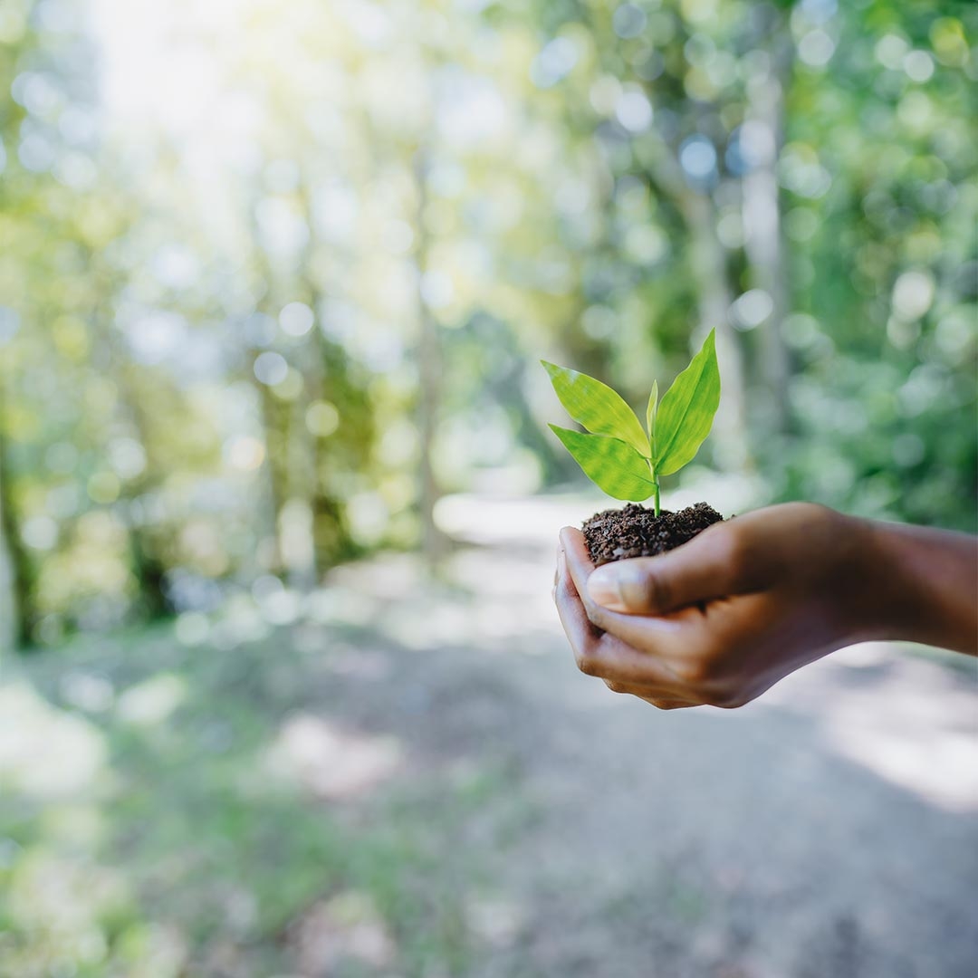A person holding a small plant