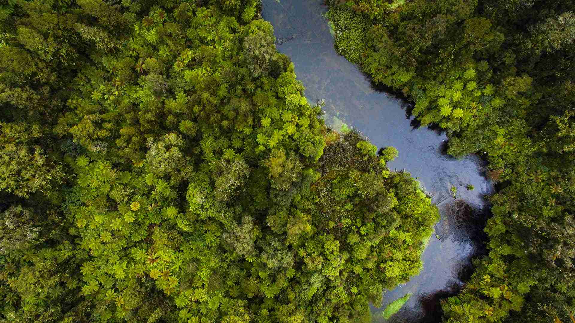 Aerial view of a river flowing in a dense forest