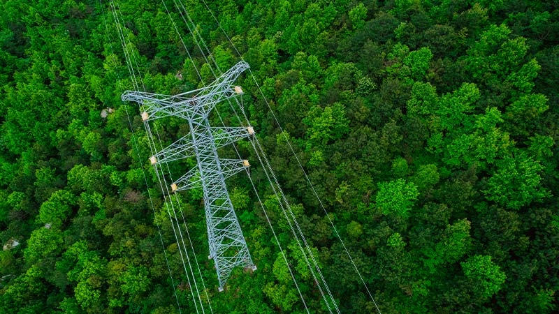 A power line in the forest