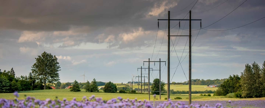 Electrical pylons in a field of cornflowers