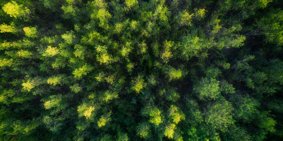 Top angle aerial view of a dense forest