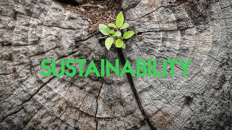 Sapling growing on a tree