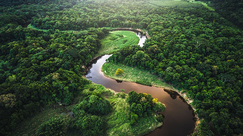 Forest water picture