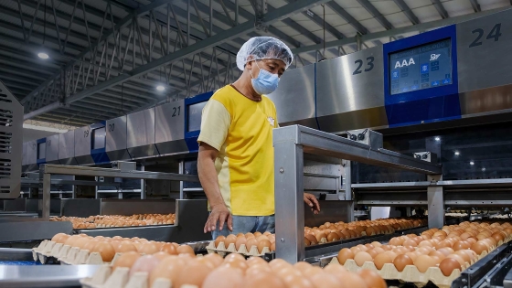 A person in a mask in Chew's farm checking quality of eggs