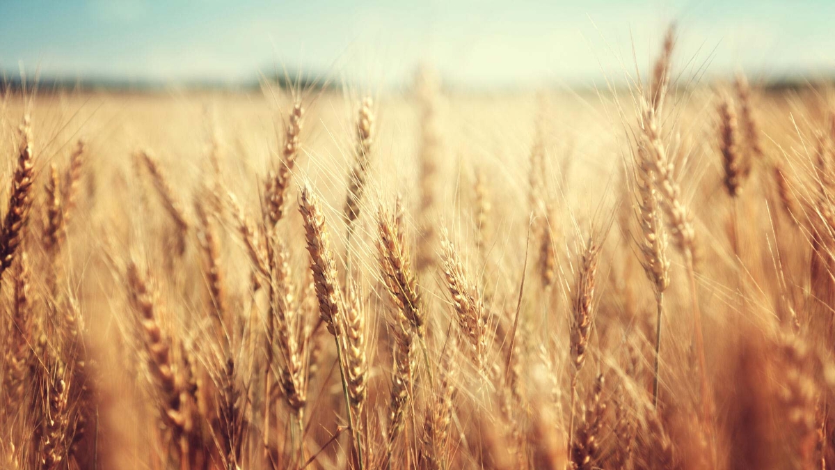 golden wheat field