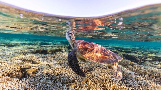 Merten Ocean Plastic Range In Netherland