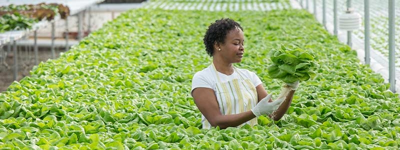 African American woman working in greenhouse