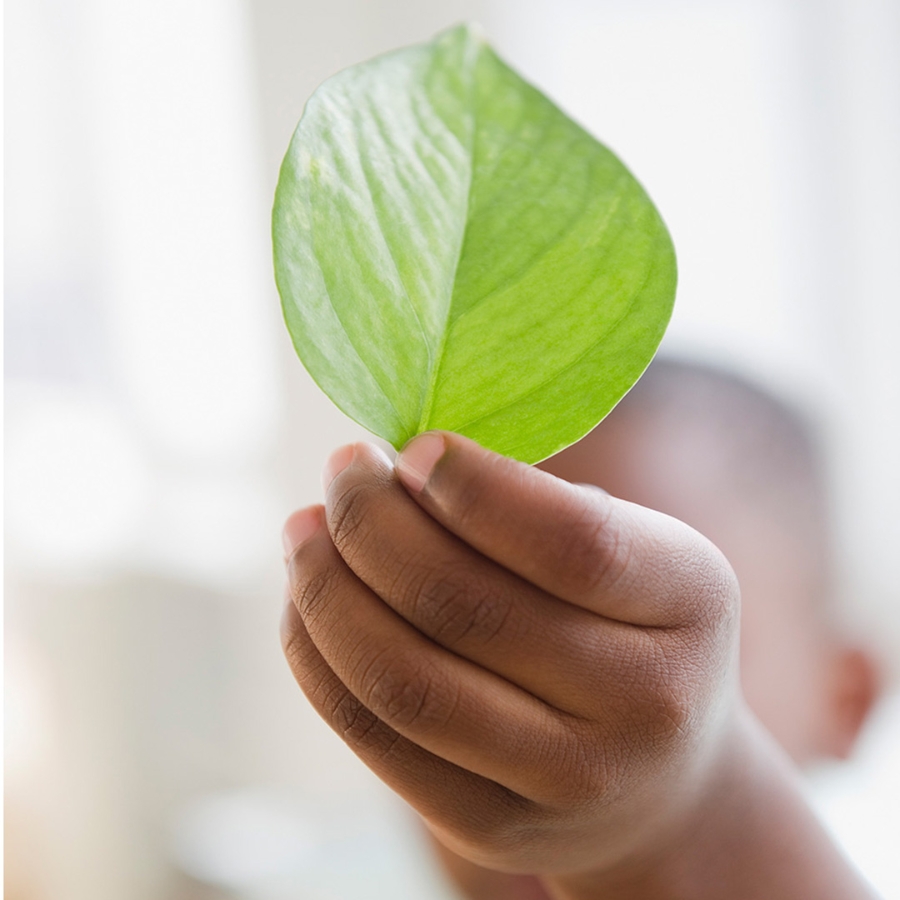 A kid holding green leaf