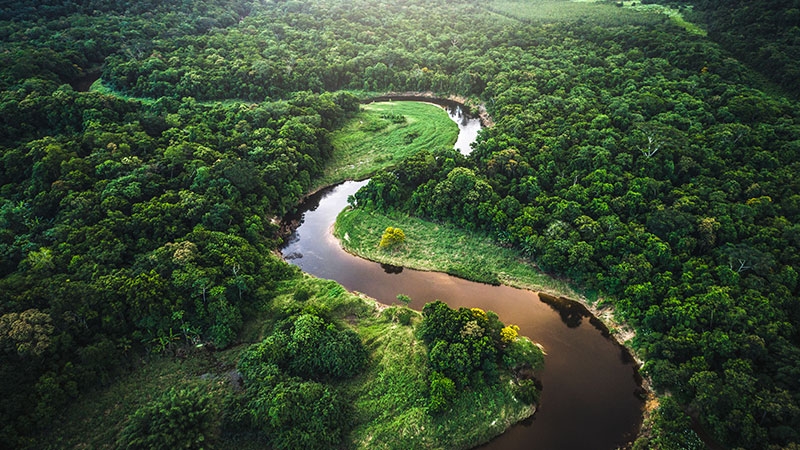 Лесная вода