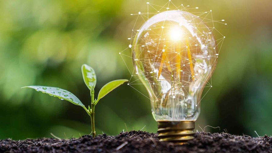 A filament light bulb and a plant on the left