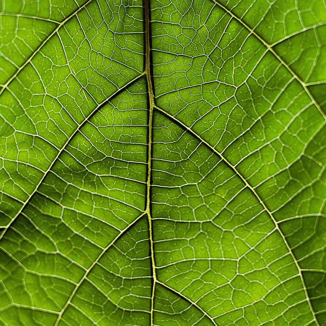 Green Leaf Closeup shot