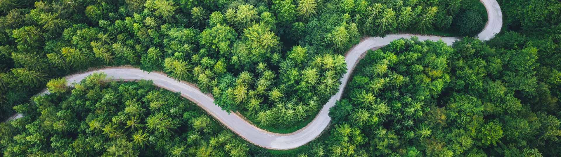 Idyllic winding road through the green pine forest