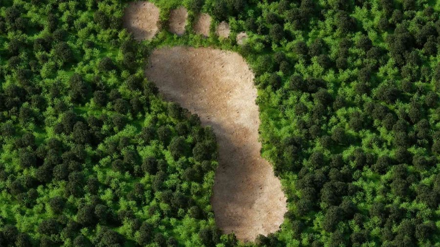 A foot print in the middle of a forest