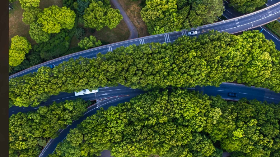 A road surrounded by trees