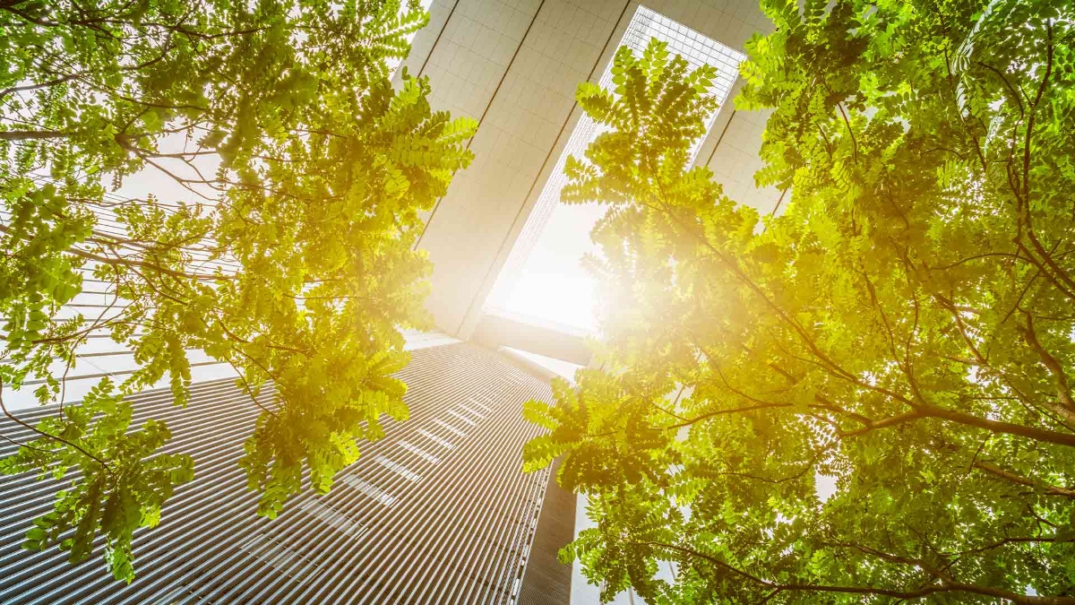 Looking up at trees and buildings