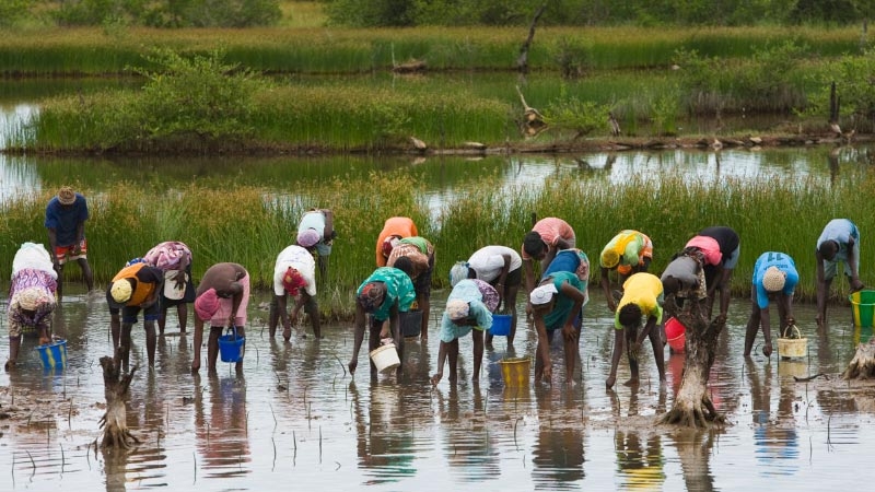 fishing with nets